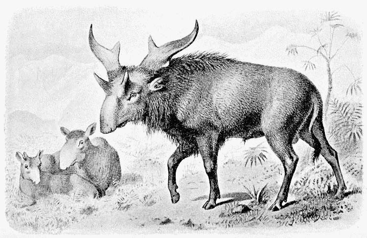Sivatherium w young