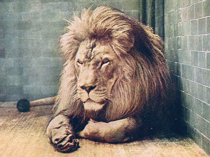 Barbary Lion 1905