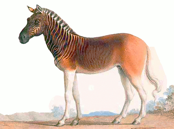 Quagga stallion