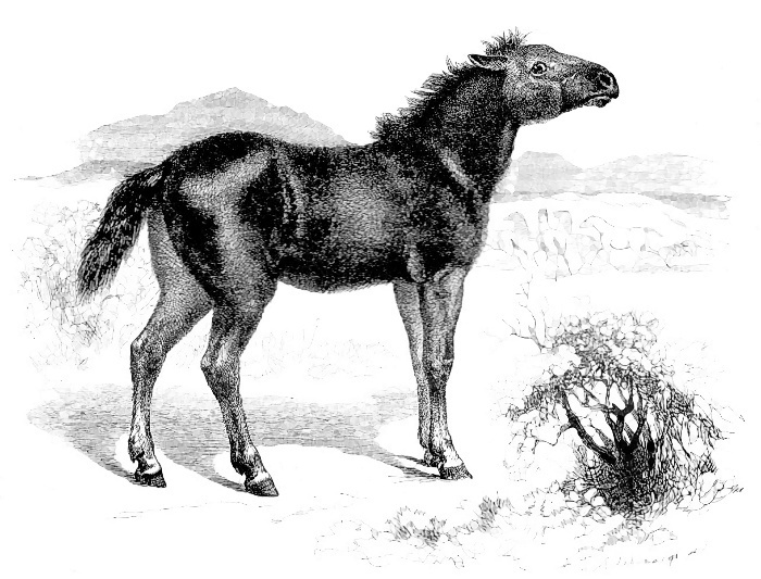 Tarpan  Equus ferus ferus