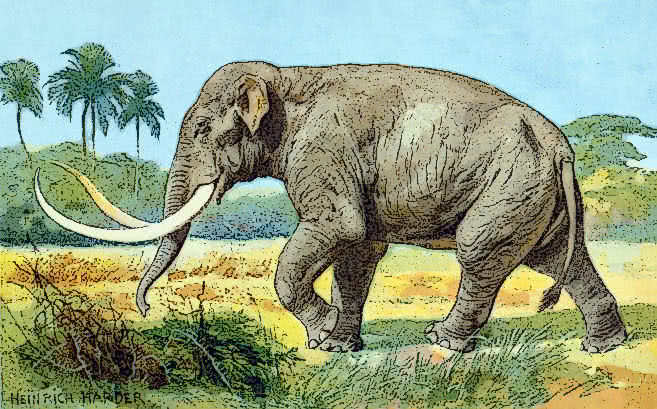 imperial elephant