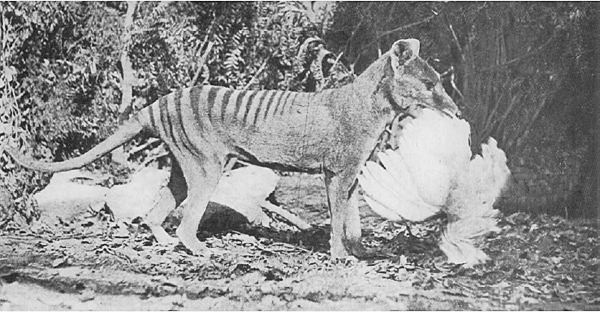 Tasmanian Tiger 1921