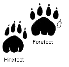 Thylacine footprint