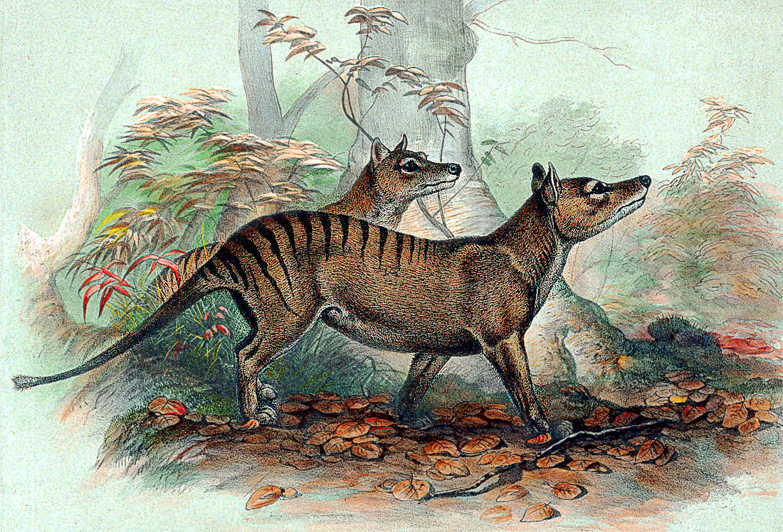 Thylacine painting