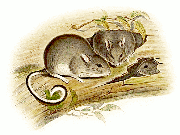 White-footed rabbit-rat  Conilurus albipes