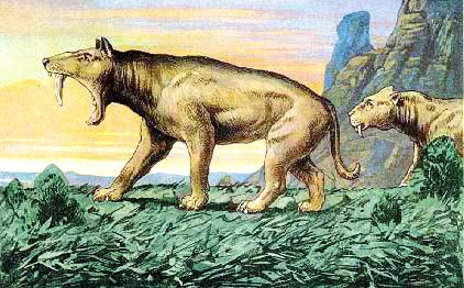 saber toothed cat Machairodus