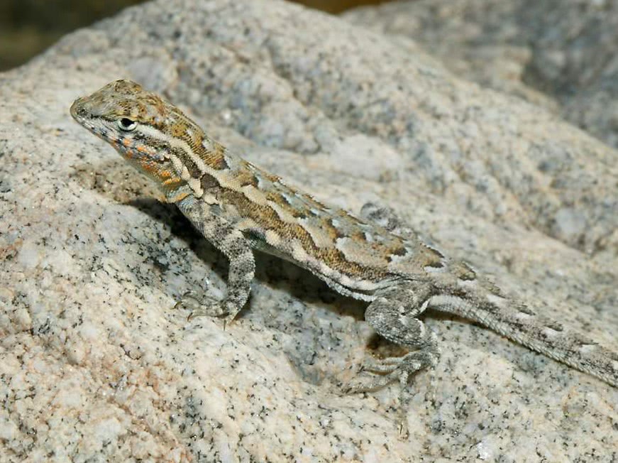 Common Side-Blotched lizard