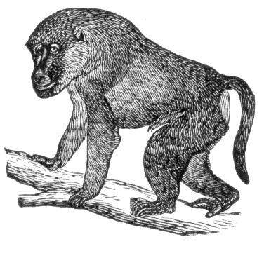 baboon 2