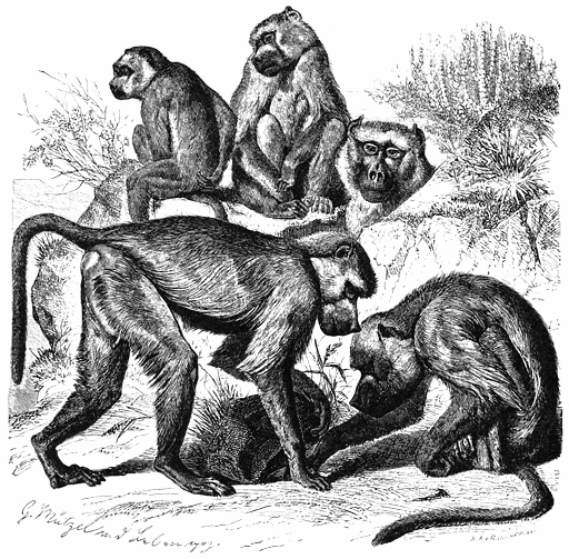 baboon drawing
