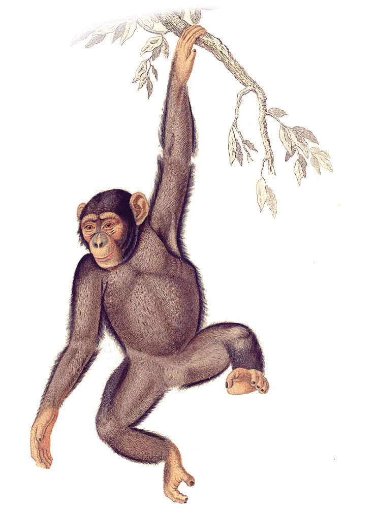 Chimpanzee hanging