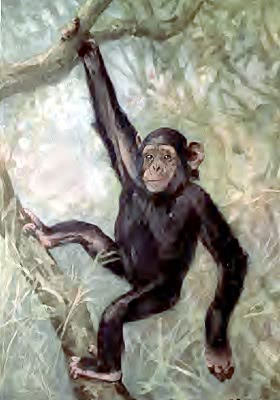 chimpanzee illustration