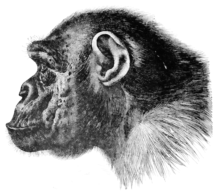 chimpanzee profile