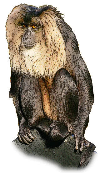 Lion tailed Macaque