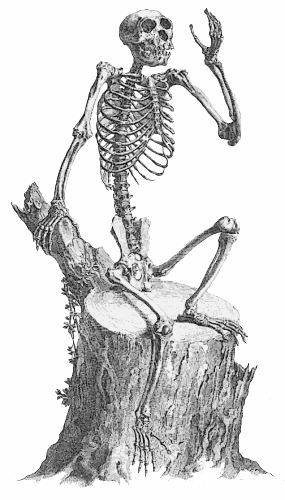 monkey skeleton