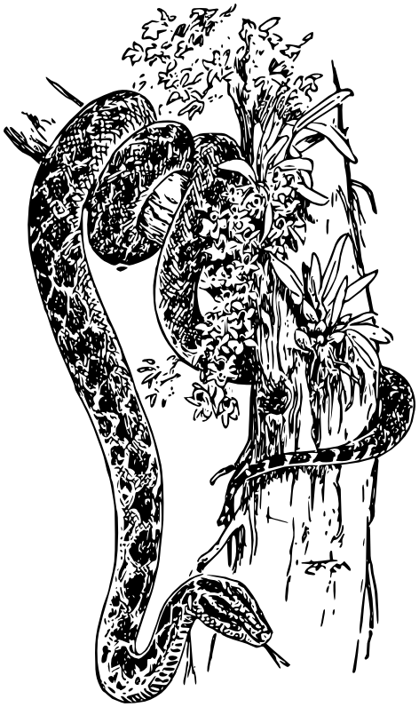 Anaconda lineart