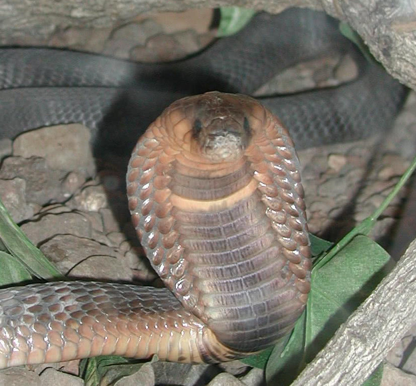 Egyptian Cobra  Naja haje