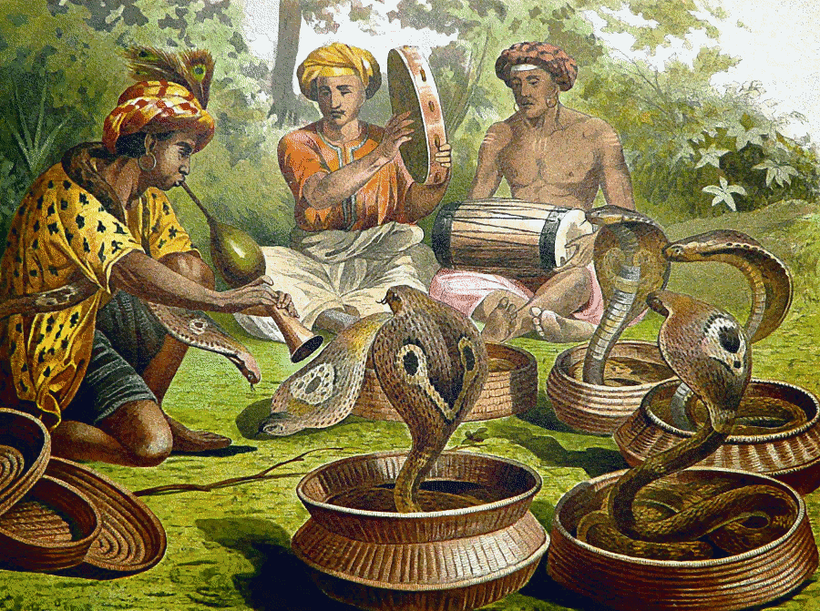 Indian cobras