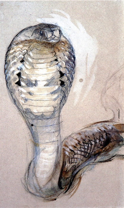 cobra illustration