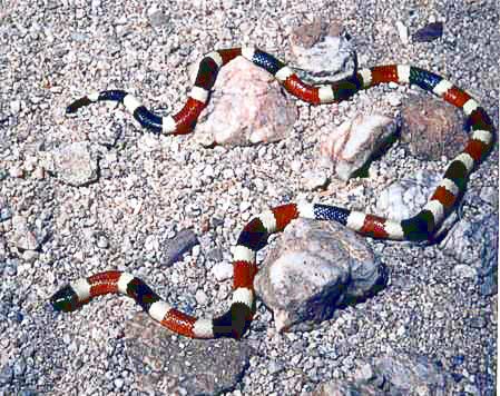 coral snake photo