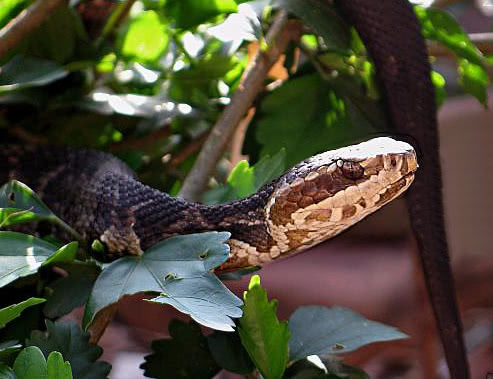 Florida Cottonmouth in tree