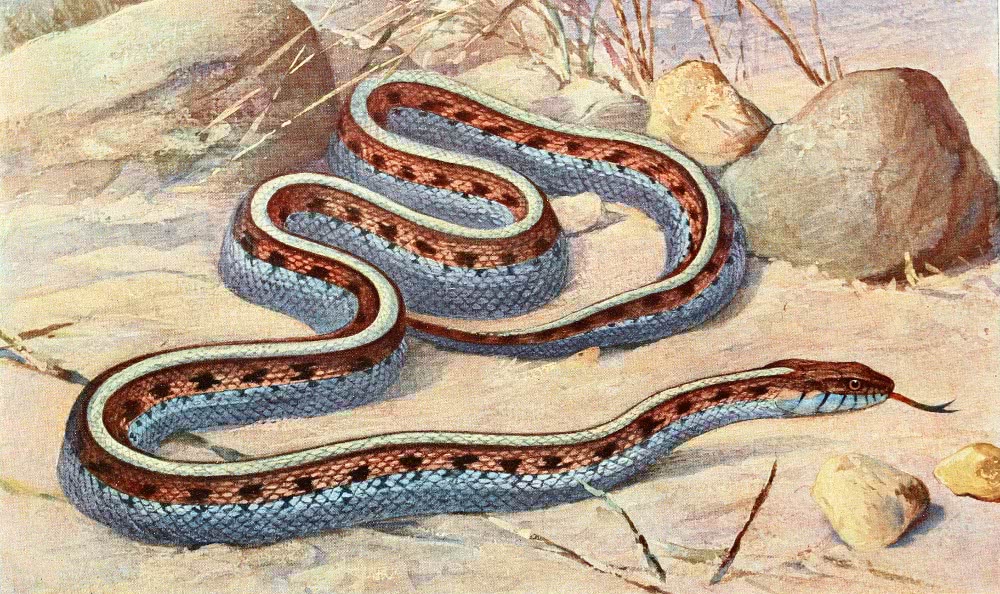 Florida garter snake  Thamnophis sirtalis similis