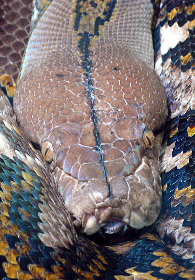 Reticulated python  Python reticulatus