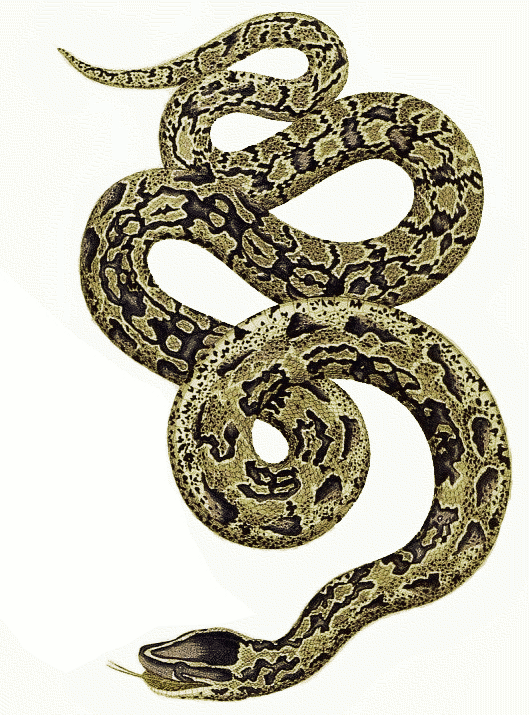 Rock python