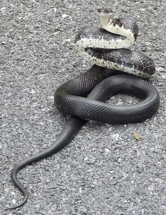 Eastern Rat snake