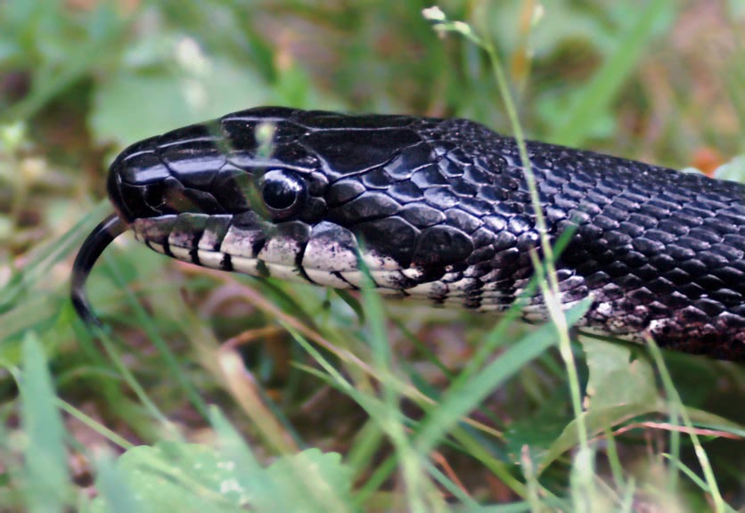 black rat snake