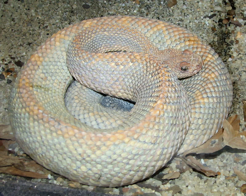 Aruba Island Rattle Snake