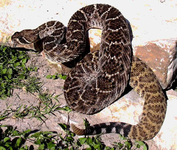 Western Diamondback rattlesnake  Crotalus atrox