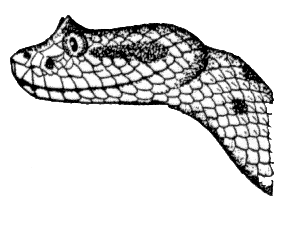 horned rattlesnake
