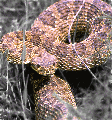 prarie rattlesnake spot color