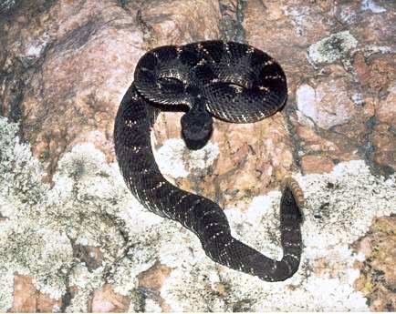 Arizona Black Rattlesnake  Crotalus oreganus
