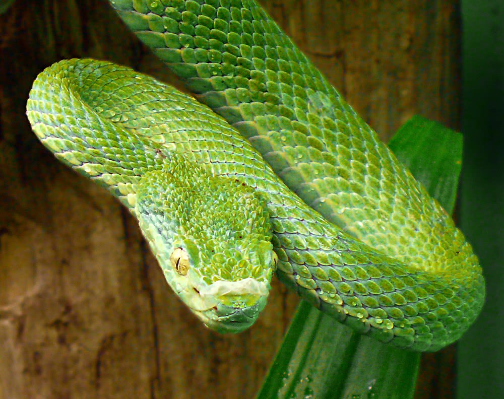 Side-striped palm-pitviper  Bothriechis lateralis