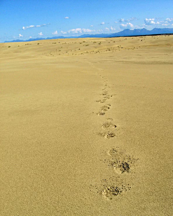 Bear tracks in sand dune
