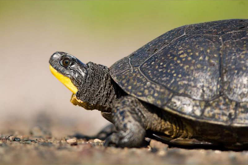 Blandings turtle profile
