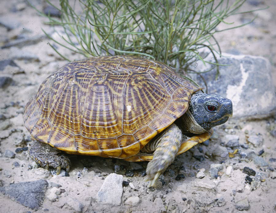 Desert Box Turtle  Terrapene ornata luteola