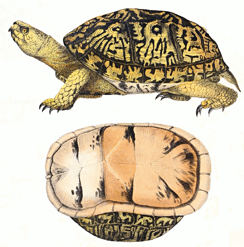 Eastern box turtle illustration