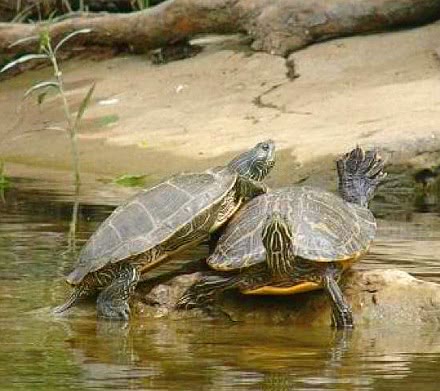 Basking River cooters