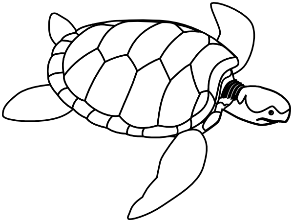 green sea turtle lineart