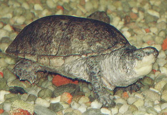 Eastern musk turtle  Sternotherus odoratus