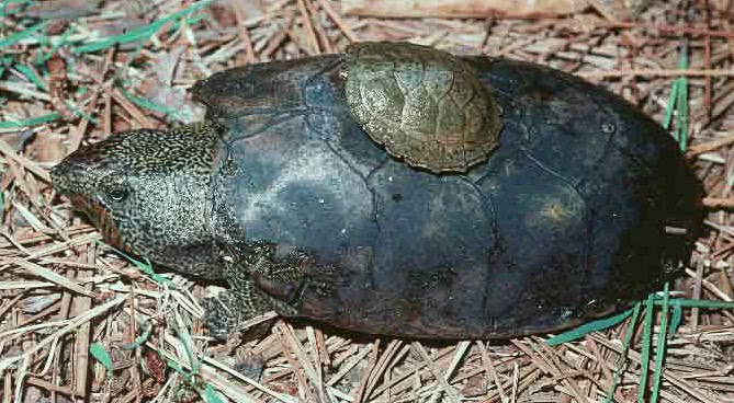 Flattened musk turtle  Sternotherus depressus