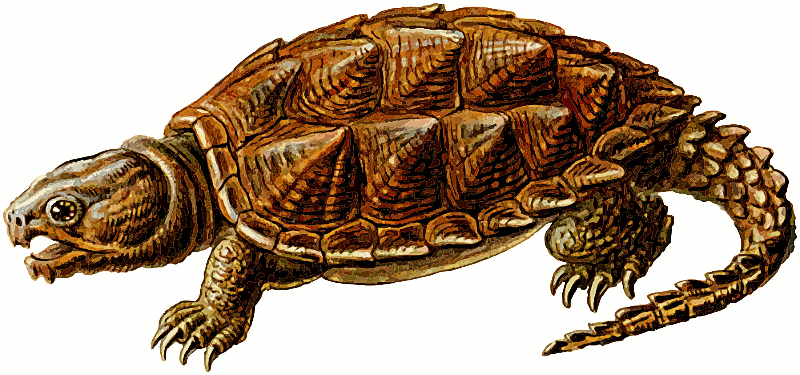 prehistoric turtle 2