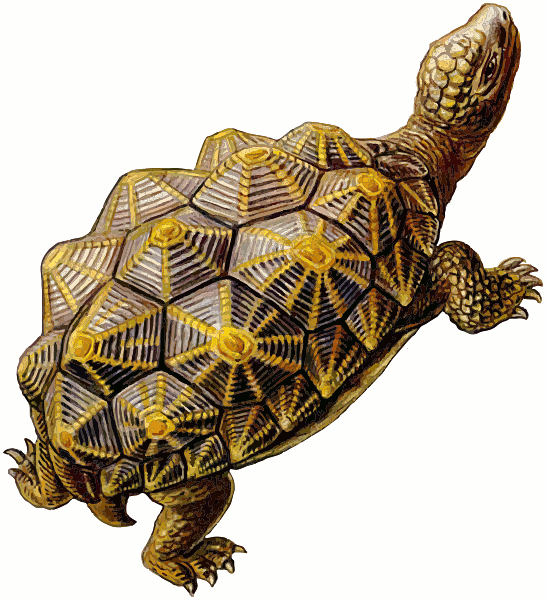 prehistoric turtle walking