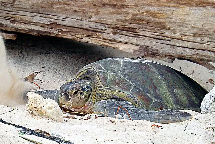 Green Sea Turtle female