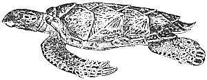 Hawksbill turtle 2