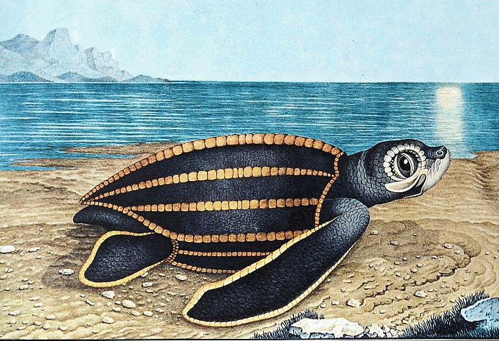 Sea Turtle vintage