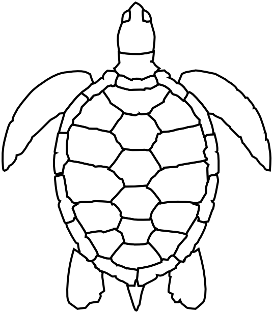 sea turtle lineart