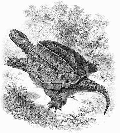 snapping turtle drawing